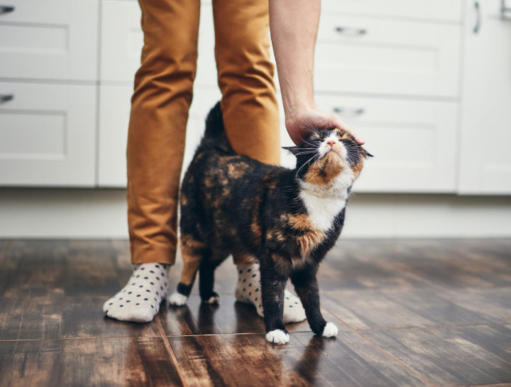 Cat Veterinarian