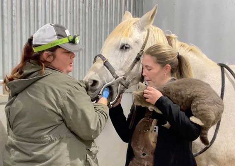 Equine veterinary care in $city