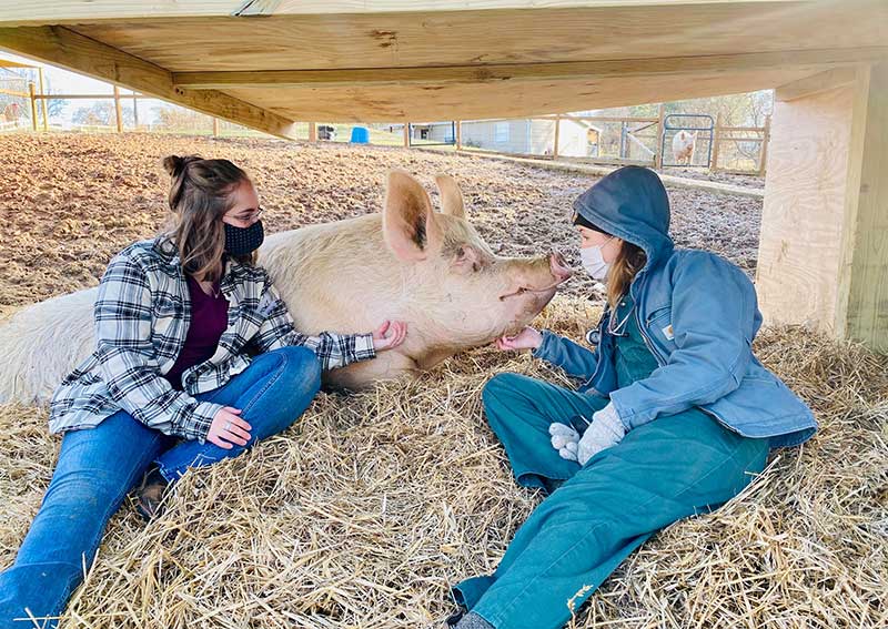 Veterinary farm calls in Weaverville