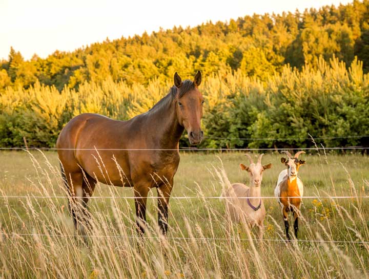 Large Animal Veterinary Care