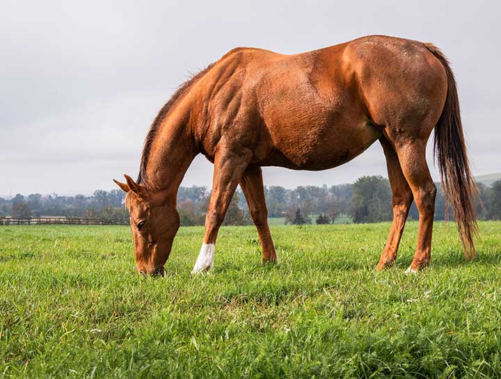 Large Animal Veterinary for horses